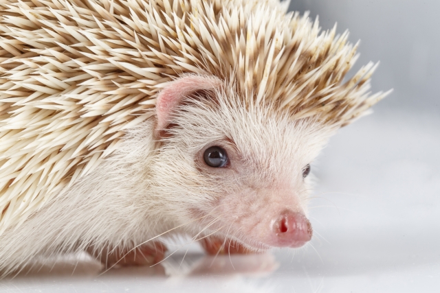 hedgehog_1